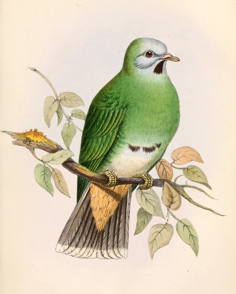 Leucotreron gironieri = Ptilinopus leclancheri gironieri (Palawan black-chinned fruit dove); DISPLAY FULL IMAGE.