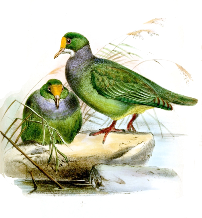 Ptilonopus aurantiifrons = Ptilinopus aurantiifrons (orange-fronted fruit dove); DISPLAY FULL IMAGE.