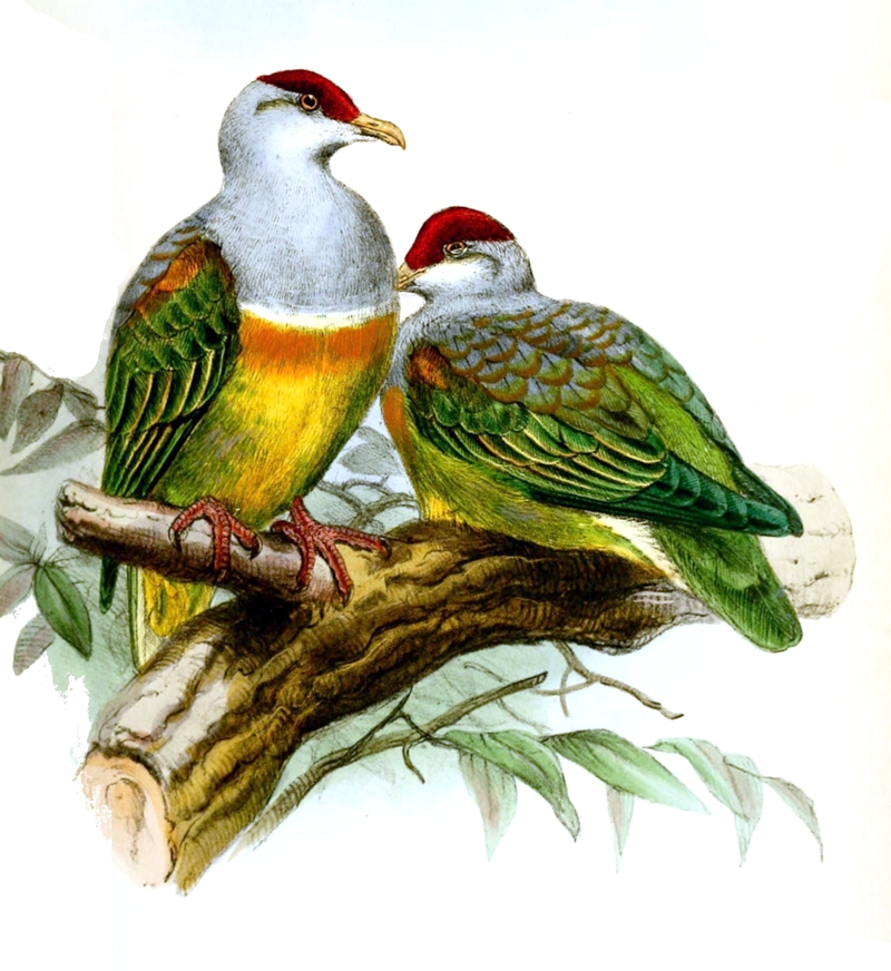 Ptilonopus wallacii = Ptilinopus wallacii (Wallace's fruit dove); DISPLAY FULL IMAGE.