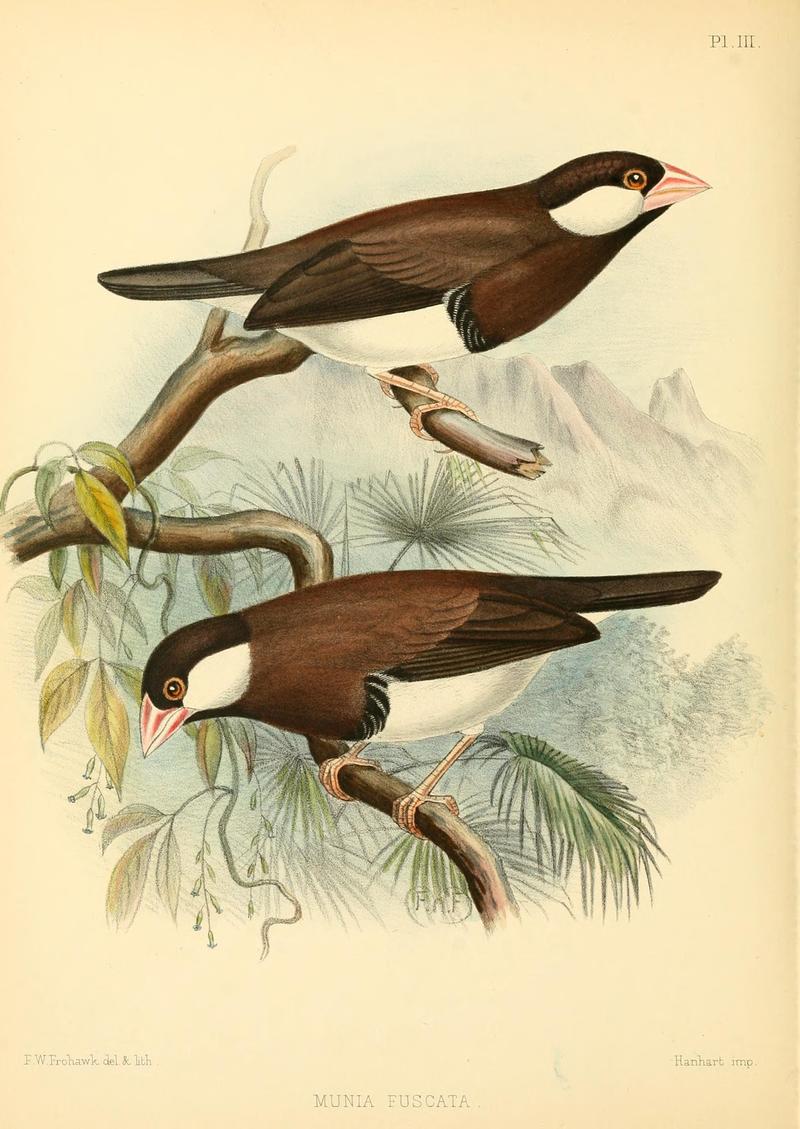 Munia fuscata = Padda fuscata (Timor dusky sparrow); DISPLAY FULL IMAGE.