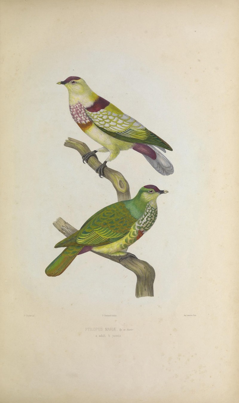 Ptilopus mariae = Ptilinopus perousii mariae (many-colored fruit dove); DISPLAY FULL IMAGE.