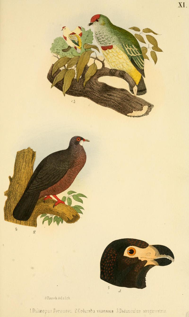 Ptilinopus perousei = Ptilinopus perousii (many-colored fruit dove), Columba vitiensis (metallic pigeon), Didunculus strigirostris (tooth-billed pigeon); DISPLAY FULL IMAGE.