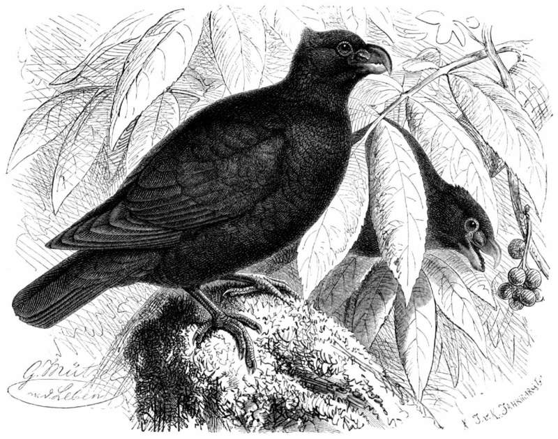 Tooth-billed pigeon (Didunculus strigirostris); DISPLAY FULL IMAGE.