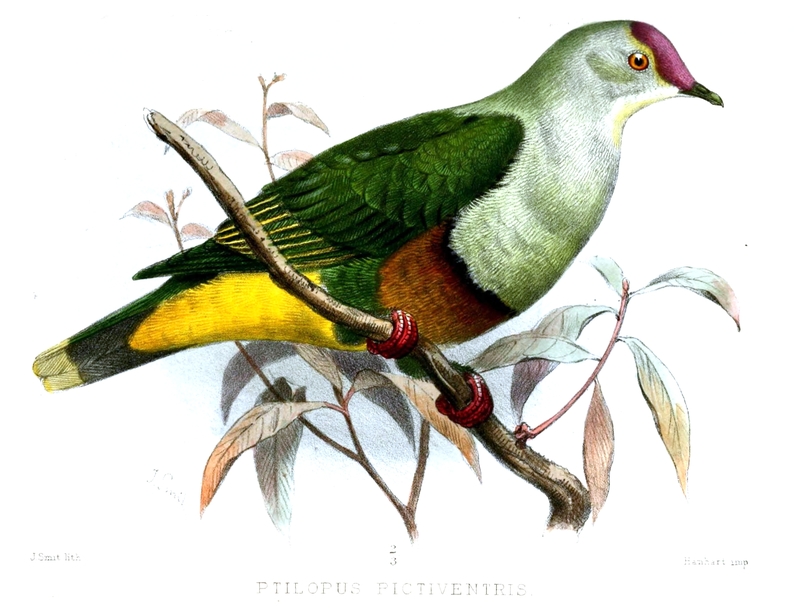 Ptilopus pictiventris = Ptilinopus porphyraceus fasciatus (crimson-crowned fruit dove); DISPLAY FULL IMAGE.