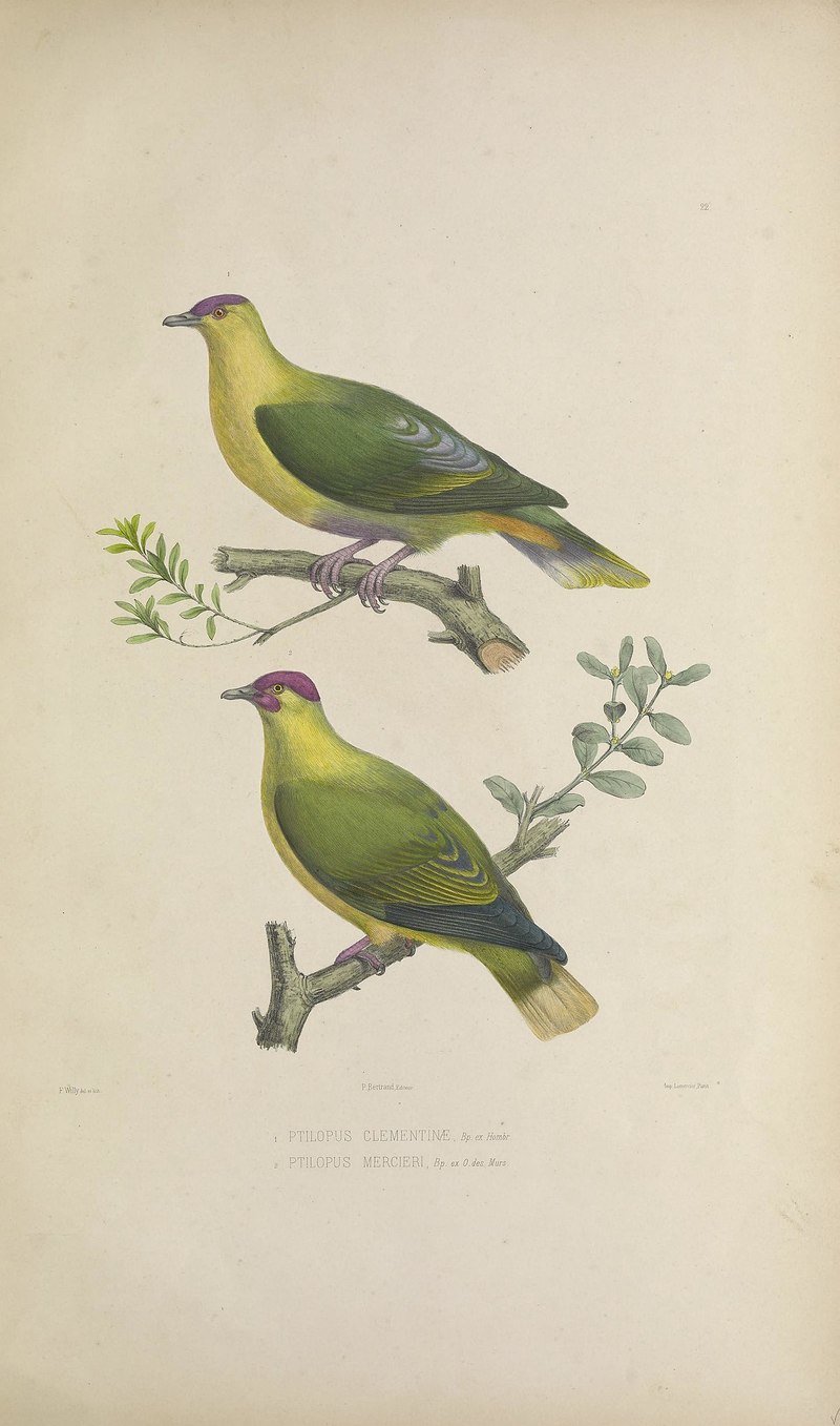 Ptilinopus porphyraceus clementinae (crimson-crowned fruit dove), Ptilinopus mercierii mercierii (red-moustached fruit dove); DISPLAY FULL IMAGE.