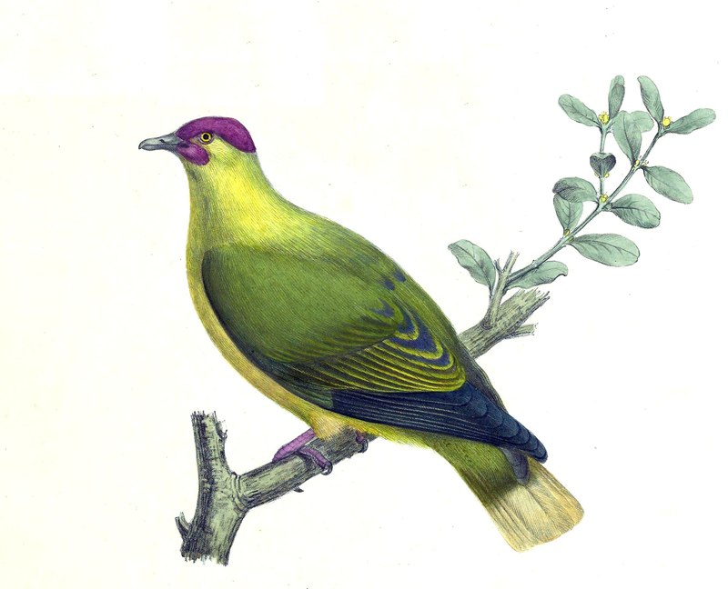 Ptilopus mercierii = Ptilinopus mercierii mercierii (red-moustached fruit dove); DISPLAY FULL IMAGE.