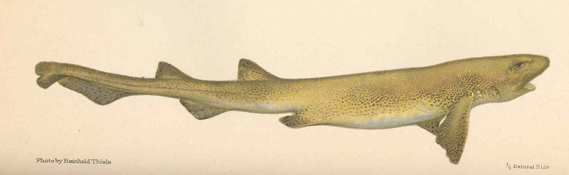 Scyllium canicula = Scyliorhinus canicula (small-spotted catshark, lesser spotted dogfish); DISPLAY FULL IMAGE.