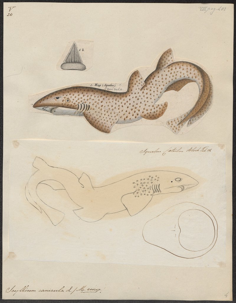Scyllium canicula = Scyliorhinus canicula (small-spotted catshark, lesser-spotted dogfish); DISPLAY FULL IMAGE.