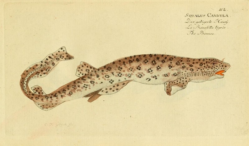Squalus canicula = Scyliorhinus canicula (small-spotted catshark, lesser-spotted dogfish); DISPLAY FULL IMAGE.
