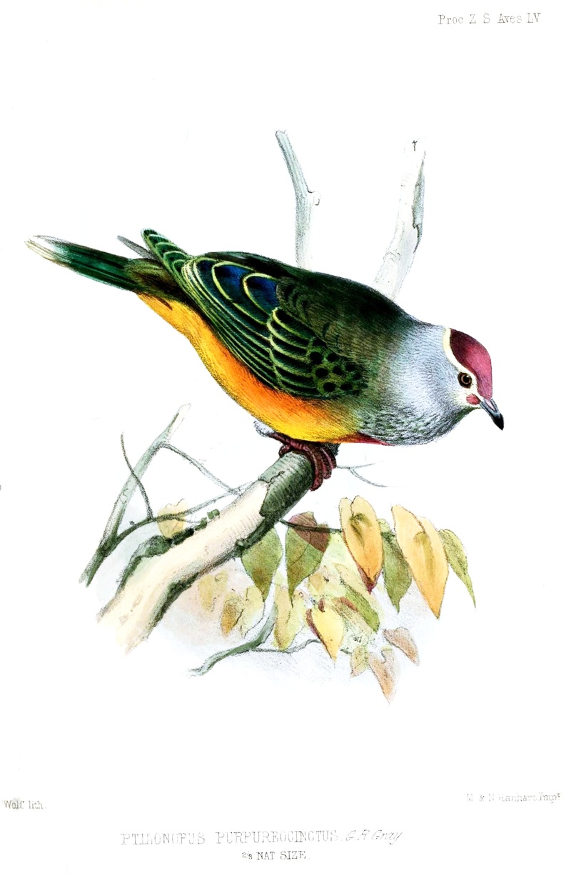 Ptilonopus purpureocinctus = Ptilinopus roseicapilla (Mariana fruit dove, totot); DISPLAY FULL IMAGE.