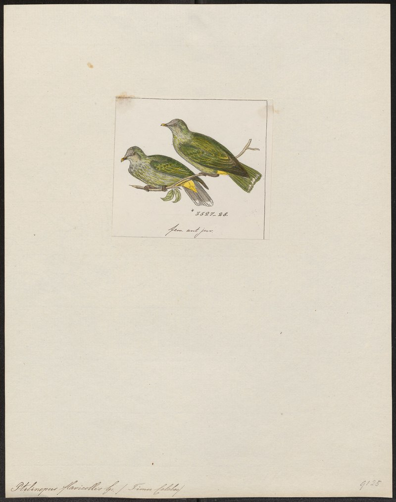 Ptilinopus flavicollis = Ptilinopus regina flavicollis (rose-crowned fruit dove); DISPLAY FULL IMAGE.