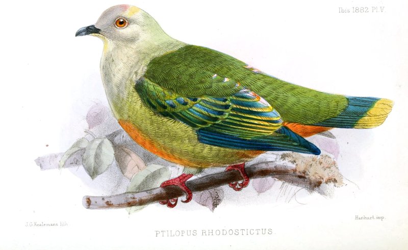Ptilopus rhodostictus = Ptilinopus richardsii (silver-capped fruit dove); DISPLAY FULL IMAGE.