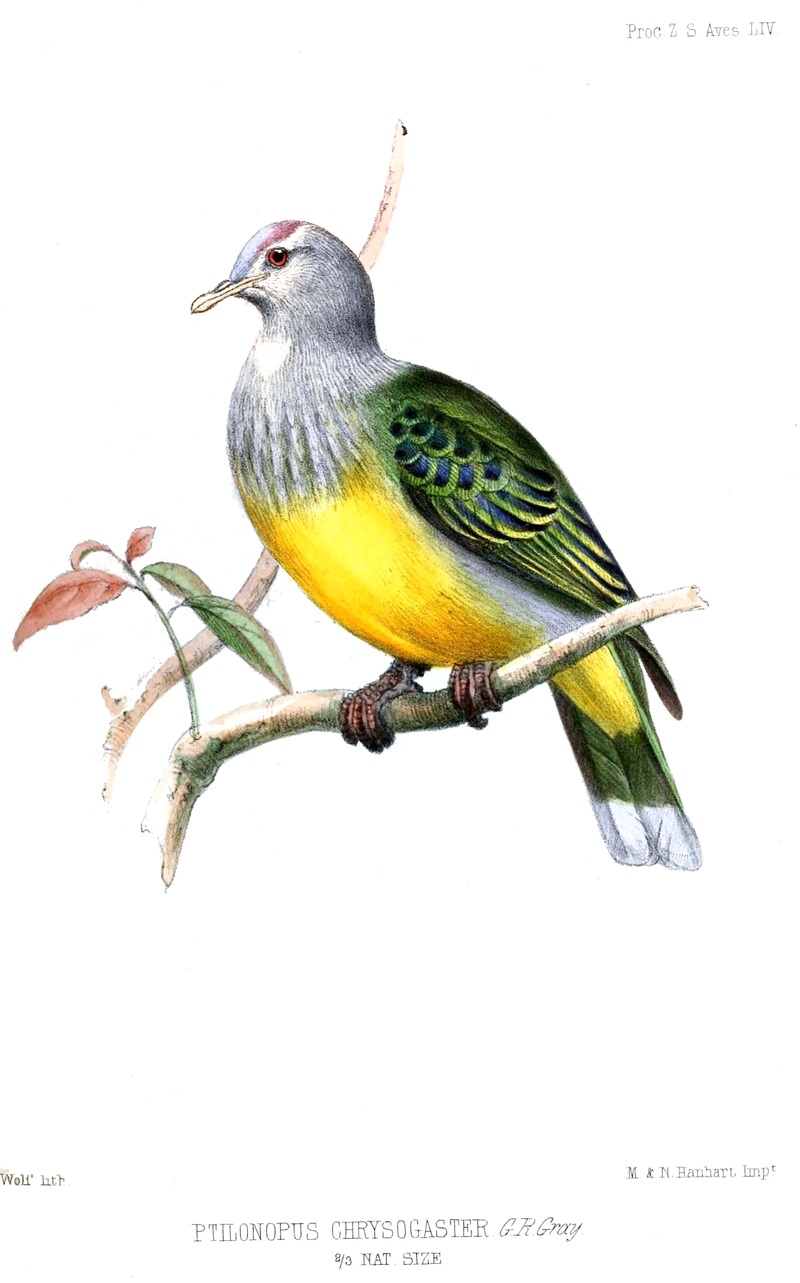 Ptilonopus chrysogaster = Ptilinopus purpuratus chrysogaster (grey-green fruit dove); DISPLAY FULL IMAGE.