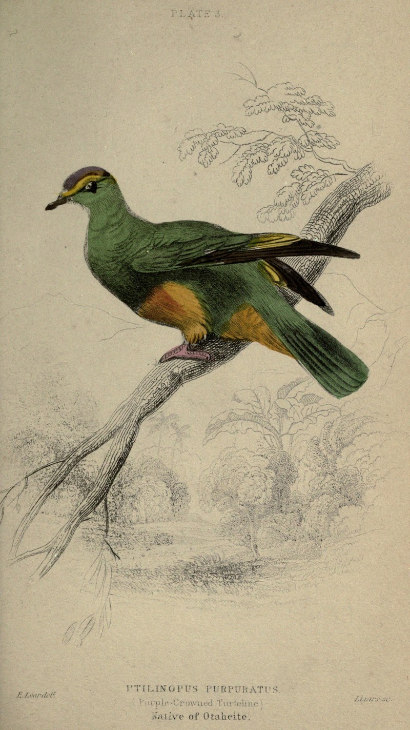 Ptilinopus purpuratus (Purple-Crowned Turteline = grey-green fruit dove); DISPLAY FULL IMAGE.