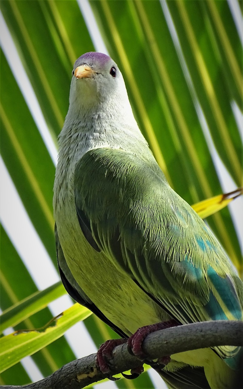Atoll fruit dove (Ptilinopus coralensis); DISPLAY FULL IMAGE.