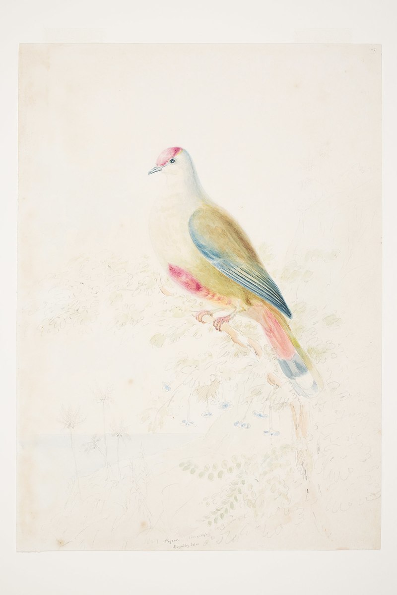 Pigeon (size of life) Loyalty Isles by Charles Heaphy - red-bellied fruit dove (Ptilinopus greyi); DISPLAY FULL IMAGE.