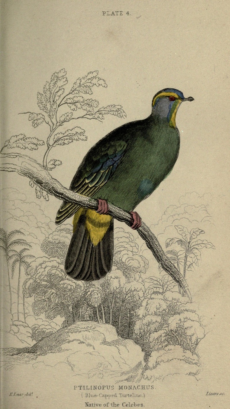 Ptilinopus monachus = Ptilinopus monacha (blue-capped fruit dove); DISPLAY FULL IMAGE.