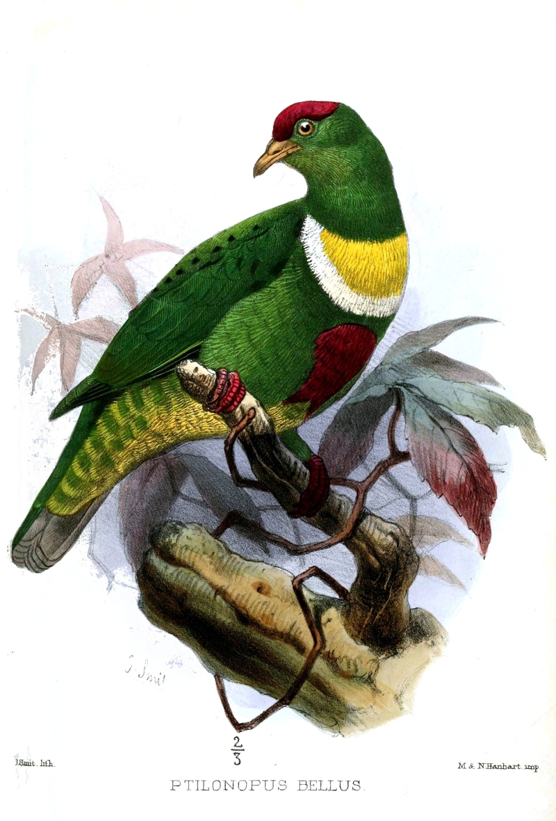 Ptilonopus bellus = Ptilinopus rivoli bellus (white-bibbed fruit dove); DISPLAY FULL IMAGE.