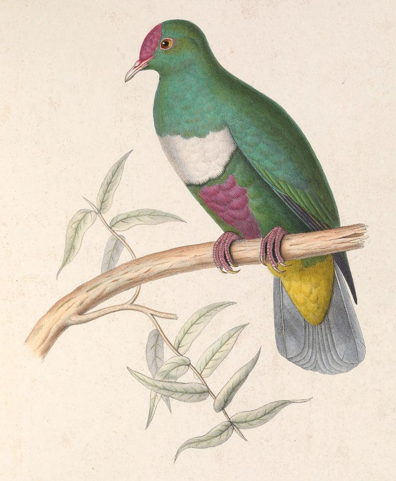 Columba rivoli = Ptilinopus rivoli (white-bibbed fruit dove); DISPLAY FULL IMAGE.