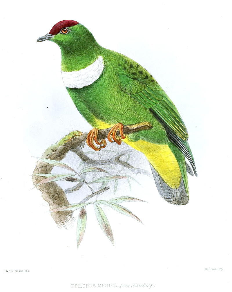 Ptilopus miqueli = Ptilinopus rivoli miquelii (white-bibbed fruit dove); DISPLAY FULL IMAGE.