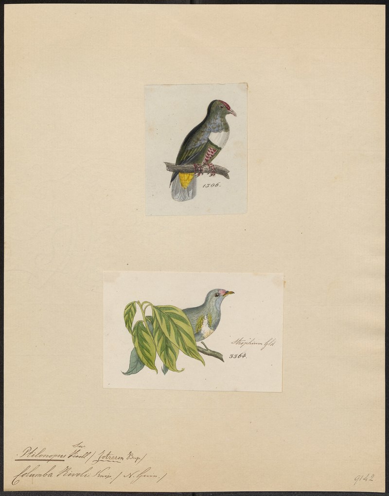 Ptilinopus rivolii = Ptilinopus rivoli (white-bibbed fruit dove); DISPLAY FULL IMAGE.
