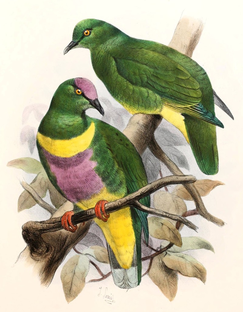 Ptilopus johannis = Ptilinopus solomonensis johannis (yellow-bibbed fruit dove); DISPLAY FULL IMAGE.