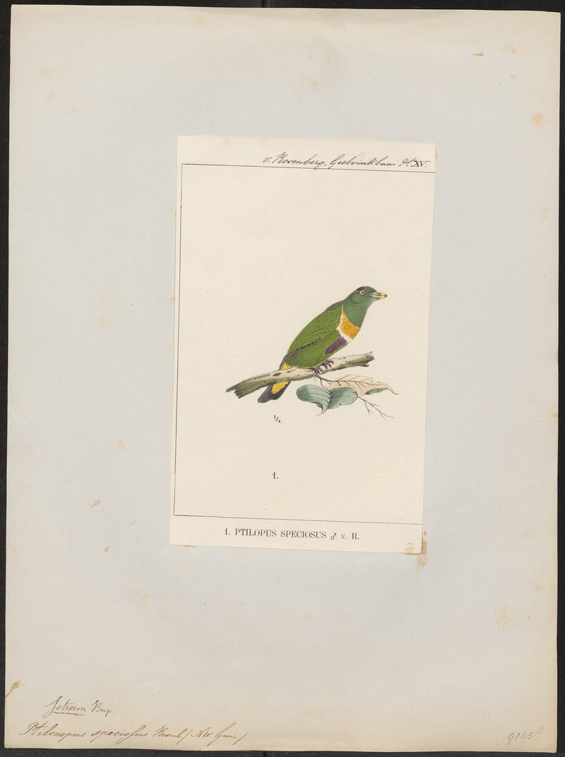 Ptilopus speciosus = Ptilinopus speciosus (Geelvink fruit dove); DISPLAY FULL IMAGE.