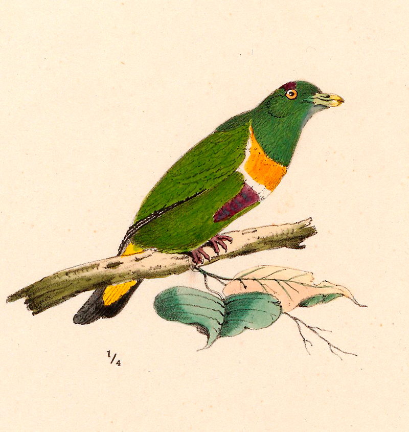 Ptilopus speciosus = Ptilinopus speciosus (Geelvink fruit dove) (Cropped); DISPLAY FULL IMAGE.
