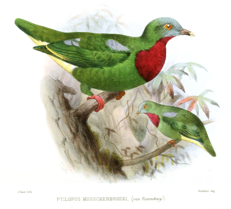 Ptilopus musschenbroeki = Ptilinopus viridis (claret-breasted fruit dove); DISPLAY FULL IMAGE.