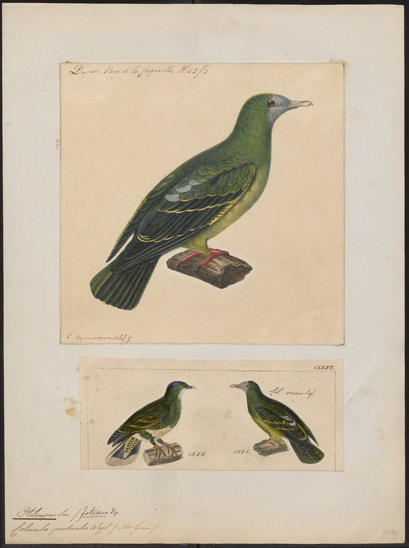 Ptilinopus pectoralis = Ptilinopus viridis pectoralis (claret-breasted fruit dove supspecies); DISPLAY FULL IMAGE.