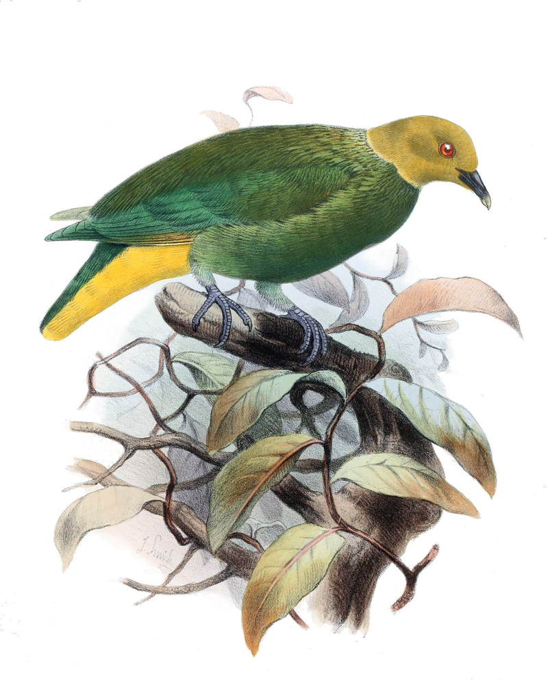 Chrysoenas viridis = Ptilinopus layardi (whistling fruit dove); DISPLAY FULL IMAGE.
