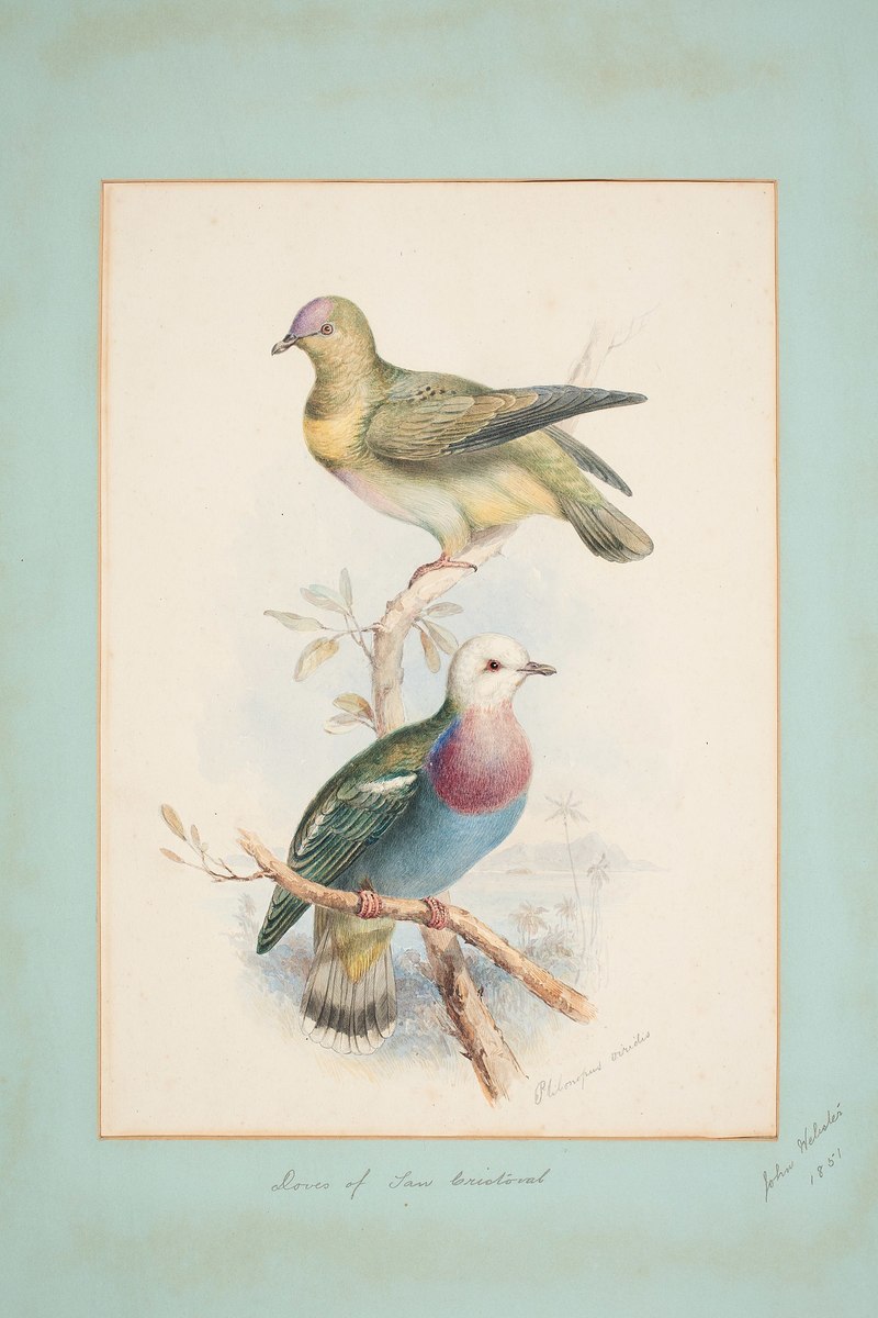 Ptilonopus viridis = Ptilinopus eugeniae (white-headed fruit dove); DISPLAY FULL IMAGE.
