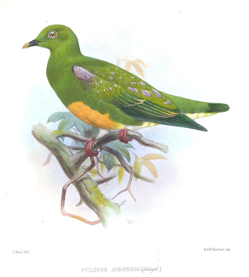 Ptilopus jobiensis = Ptilinopus iozonus (orange-bellied fruit dove); DISPLAY FULL IMAGE.