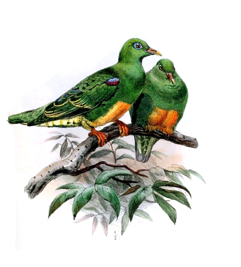 Ptilonopus humeralis = Ptilinopus iozonus (orange-bellied fruit dove); DISPLAY FULL IMAGE.