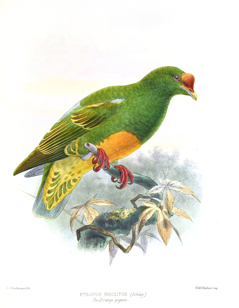 Ptilopus insolitus / Strange Pigeon = Ptilinopus insolitus (knob-billed fruit dove); DISPLAY FULL IMAGE.
