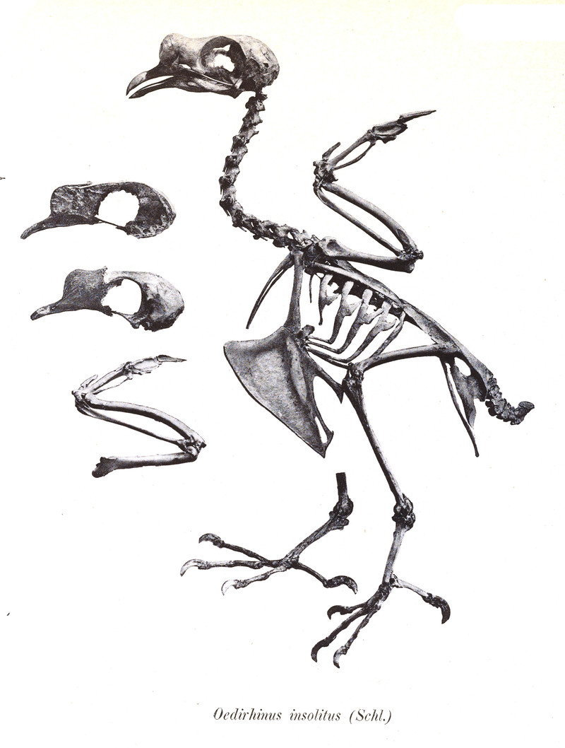 Oedirhinus insolitus = Ptilinopus insolitus (knob-billed fruit dove, skeleton); DISPLAY FULL IMAGE.