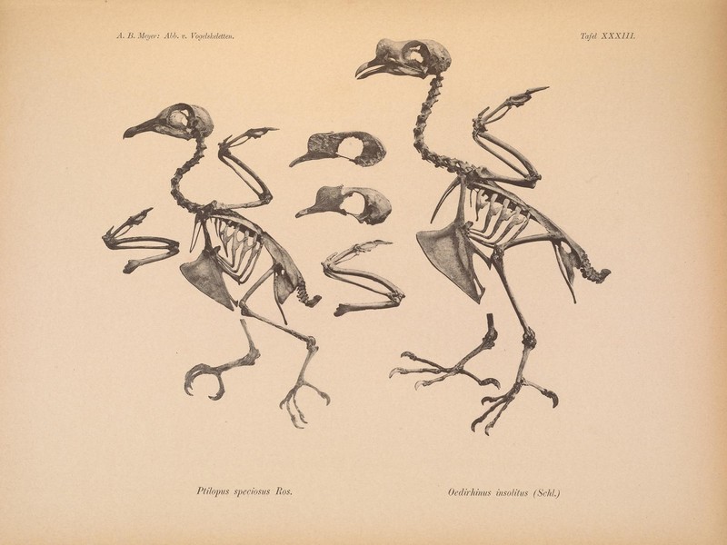 Skeletons: Ptilopus speciosus = Ptilinopus speciosus (Geelvink fruit dove); Oedirhinus insolitus = Ptilinopus insolitus (knob-billed fruit dove); DISPLAY FULL IMAGE.