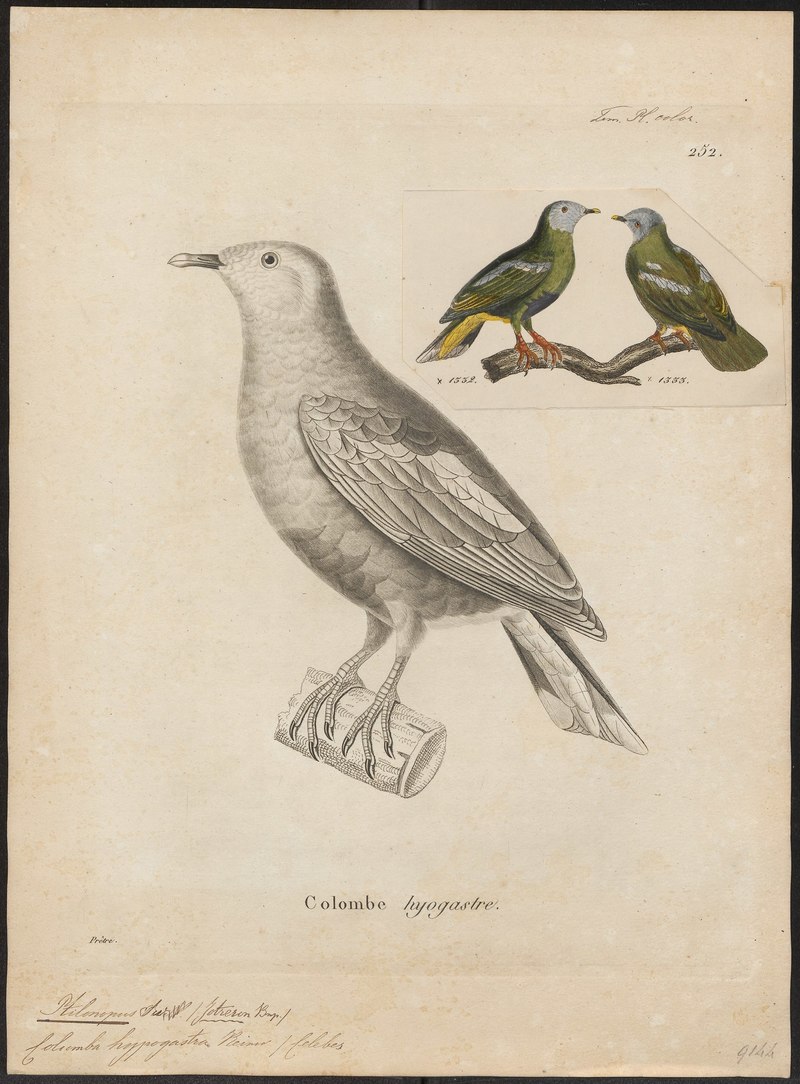 Ptilinopus hyogaster = Ptilinopus hyogastrus (grey-headed fruit dove); DISPLAY FULL IMAGE.