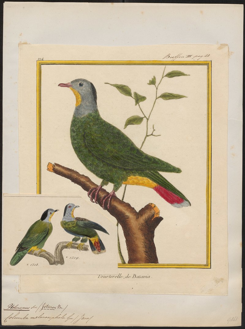 Ptilinopus melanocephalus = Ptilinopus melanospilus (black-naped fruit dove); DISPLAY FULL IMAGE.