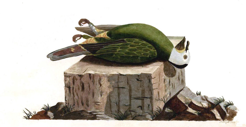 Columba melanocephala = Ptilinopus melanospilus (black-naped fruit dove); DISPLAY FULL IMAGE.