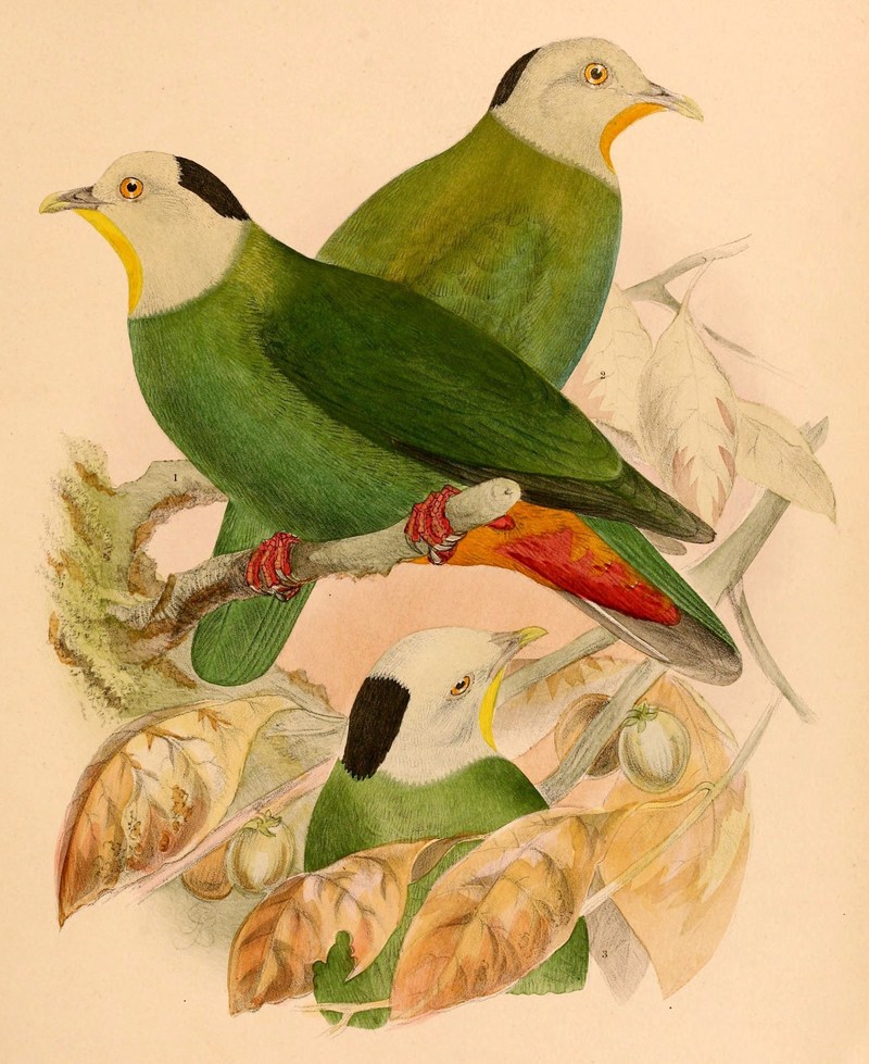 Ptilopus melanocephalus = Ptilinopus melanospilus (black-naped fruit dove); DISPLAY FULL IMAGE.