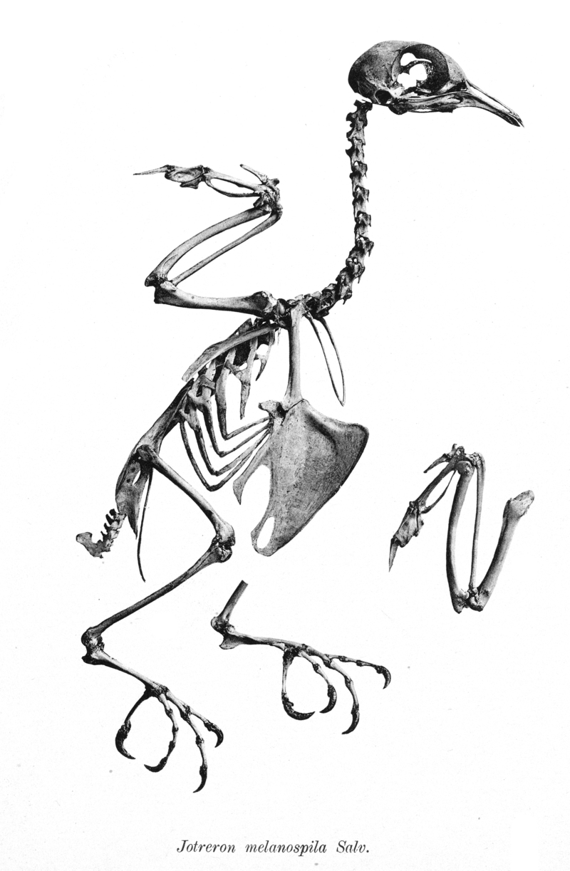 Jotreron melanospila = Ptilinopus melanospilus (black-naped fruit dove, skeleton); DISPLAY FULL IMAGE.