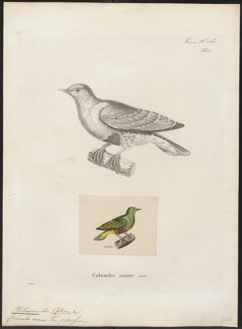 Ptilinopus nanus = Ptilinopus nainus (dwarf fruit dove); DISPLAY FULL IMAGE.