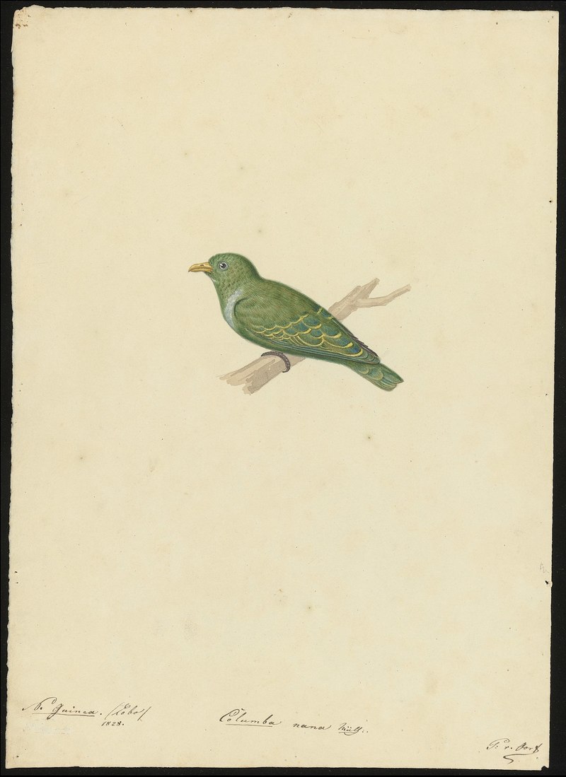 Columba nana = Ptilinopus nainus (dwarf fruit dove); DISPLAY FULL IMAGE.