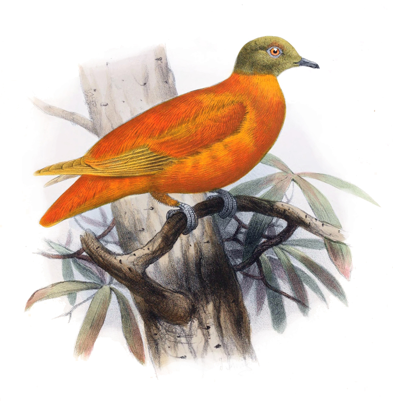 Chrysoenas victor = Ptilinopus victor (orange fruit dove); DISPLAY FULL IMAGE.