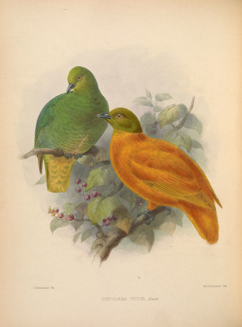 Chrysaena victor = Ptilinopus victor (orange fruit dove); DISPLAY FULL IMAGE.