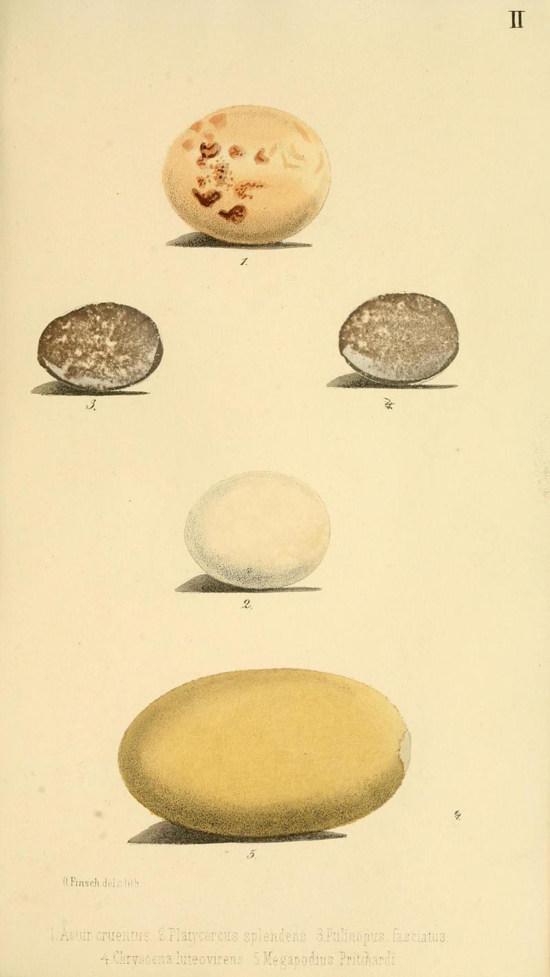 Bird Eggs: 1. Accipiter fasciatus (brown goshawk), 2. Prosopeia splendens (crimson shining parrot), 3. Ptilinopus porphyraceus (crimson-crowned fruit dove), 4. Ptilinopus luteovirens (golden fruit dove), 5. Megapodius pritchardii (Tongan megapode); DISPLAY FULL IMAGE.