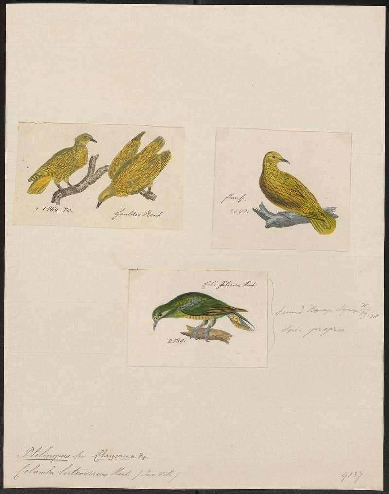 Columba luteovirens = Ptilinopus luteovirens (golden fruit dove); DISPLAY FULL IMAGE.