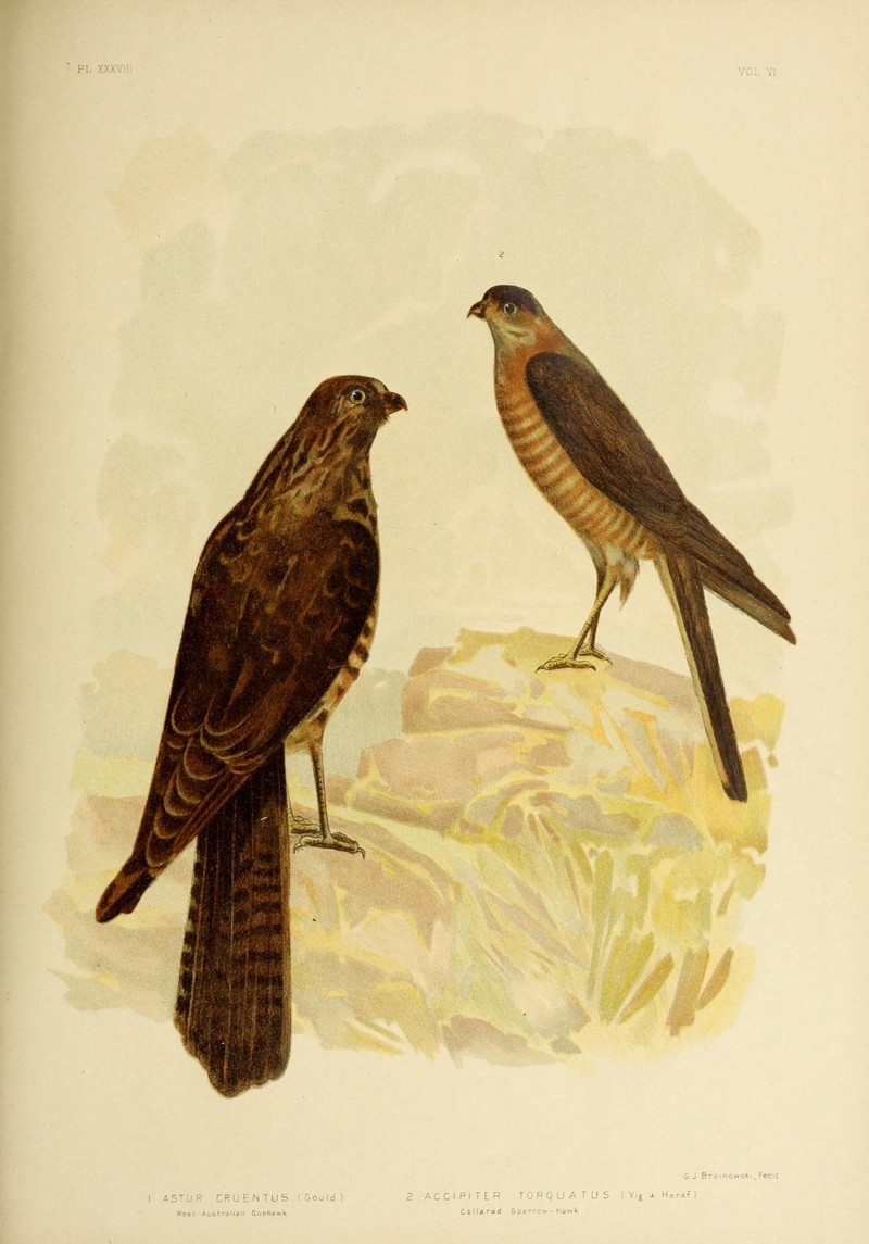 Accipiter fasciatus (brown goshawk) & Accipiter cirrocephalus (collared sparrowhawk); DISPLAY FULL IMAGE.