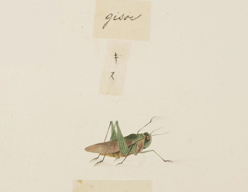 Keiga: migratory locust (Locusta migratoria); DISPLAY FULL IMAGE.
